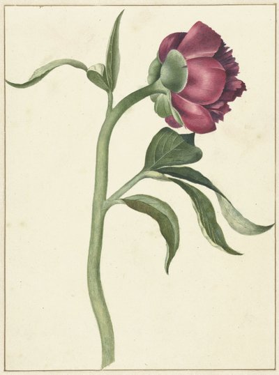 Peony Flower by C.J. Kruimel