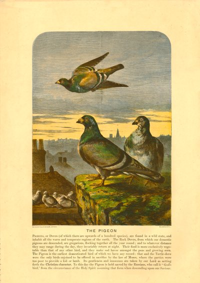 The Pigeon by C Sheeres