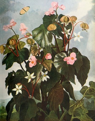 Oblique-leaved Begonia by Caldwell