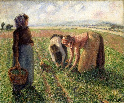 Pea Harvest, Eragny, 1893 by Camille Jacob Pissarro