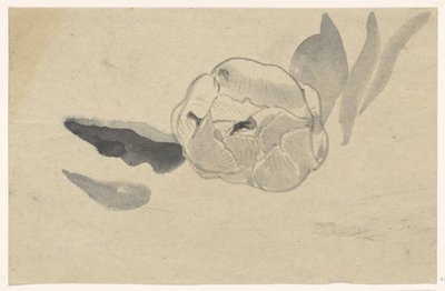 Flower Study by Carel Adolph Lion Cachet