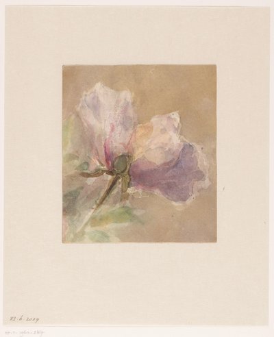 Withered Rose by Carel Nicolaas Storm van 