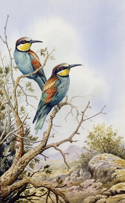 Bee-Eaters by Carl Donner
