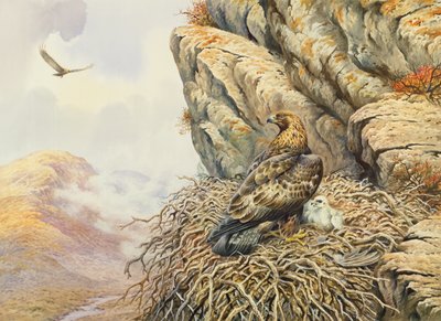 Golden Eagles at Eyrie by Carl Donner