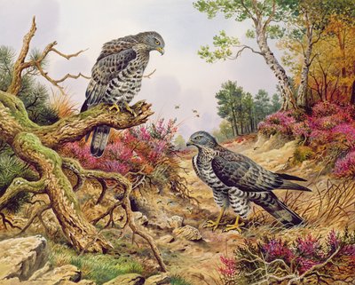 Honey Buzzards by Carl Donner