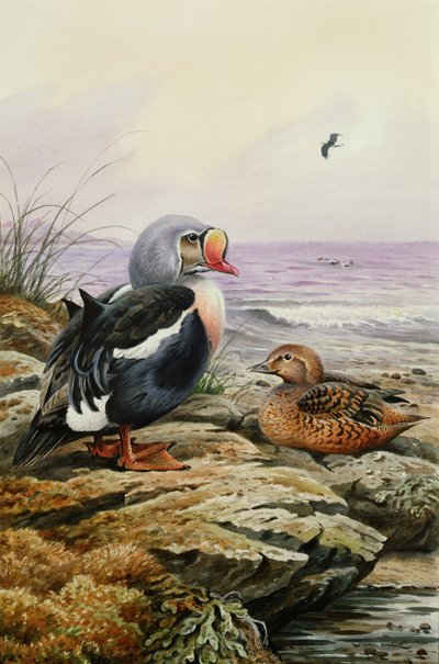 King Eider by Carl Donner