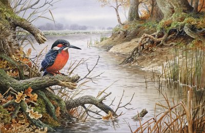 Kingfisher by Carl Donner