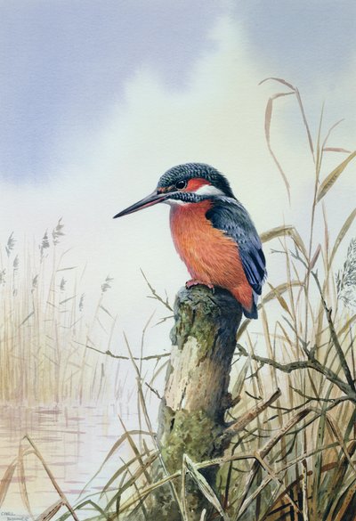 Kingfisher by Carl Donner
