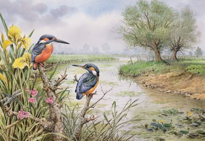 Kingfishers on the Riverbank by Carl Donner