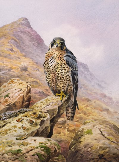 Peregrine Falcon by Carl Donner