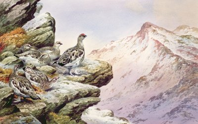 Ptarmigan on the High Tops by Carl Donner