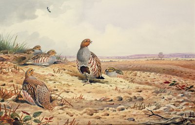 Red-Legged Partridge by Carl Donner