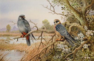 Red-Footed Falcons by Carl Donner