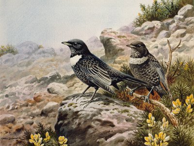 Ring Ousels by Carl Donner
