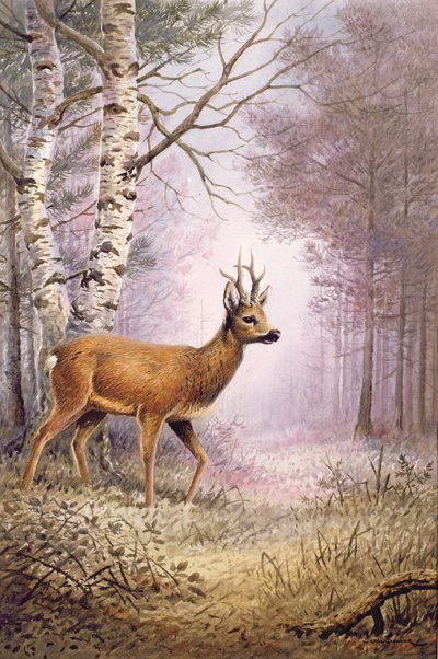 Roe-Deer by Carl Donner