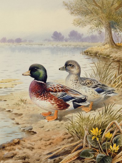 Silver Call Ducks by Carl Donner