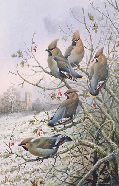 Waxwings by Carl Donner