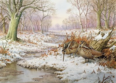 Woodcock by Carl Donner