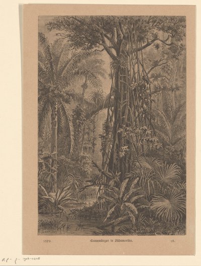 Forest view (Strangler fig in South America) by Carl Gottlob Specht