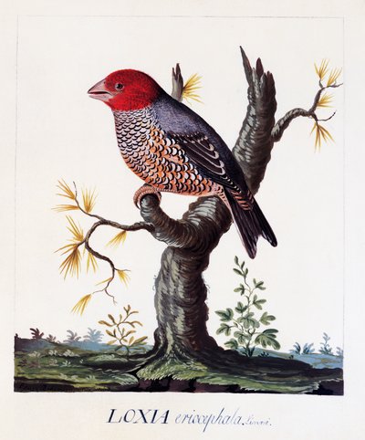 Red-headed Finch by Carl Linnaeus