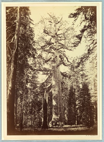 The Grizzly Giant, Mariposa Grove, Yosemite by Carleton E. Watkins