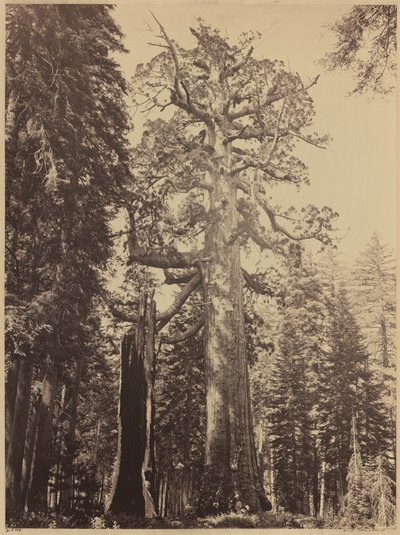 Grizzly Giant, Mariposa Grove, 1861 by Carleton Emmons Watkins