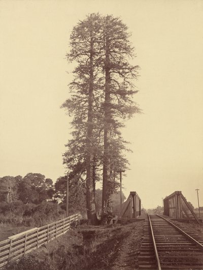 Twin Redwoods, Palo Alto by Carleton Emmons Watkins