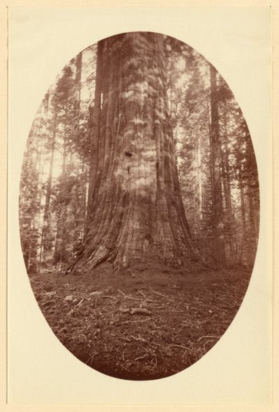 Empire State Calaveras Grove by Carleton Watkins