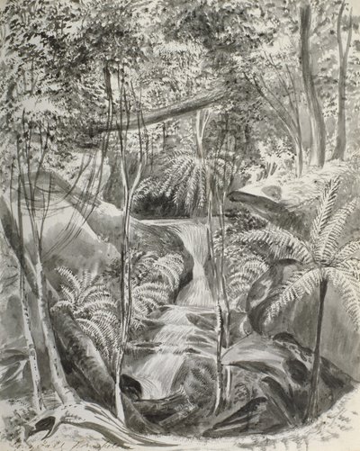 Jungle Study by Caroline Louisa Meredith