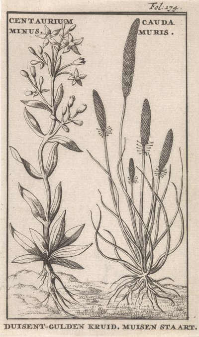 Centaury and Mouse Tail by Caspar Luyken