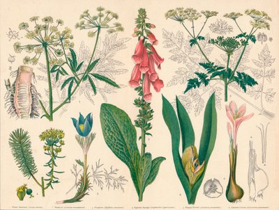 British Poisonous Plants, mid-late 19th century by Cassell and Co