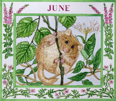 June by Catherine Bradbury