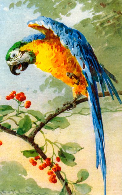 Parrot Eating Berries by Catherine Klein