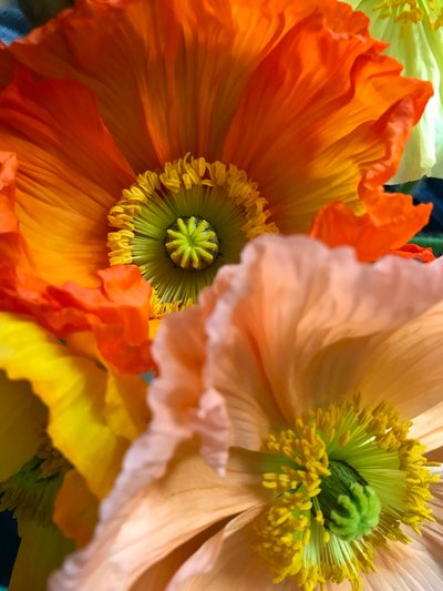 Composition - Flowers by Cécile Jamet