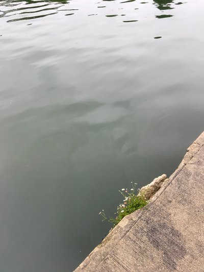 Composition by Cécile Jamet
