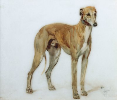 A Fawn Greyhound, 1897 by Cecil Charles Windsor Aldin