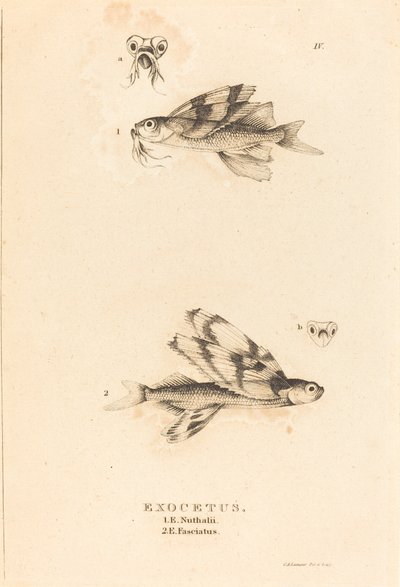 Exocetus by Charles Alexandre Lesueur