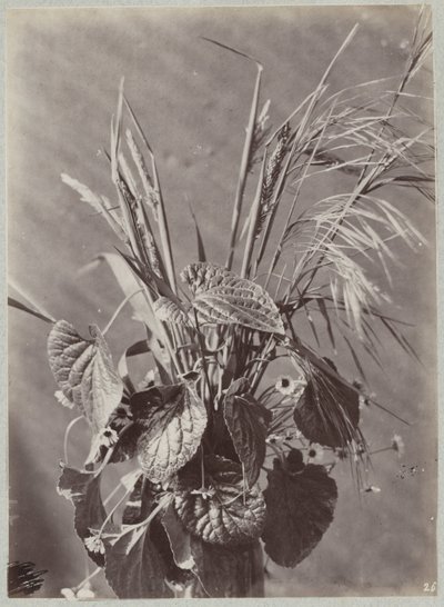 Flower Study with Leaves and Ears by Charles Aubry (manner of)
