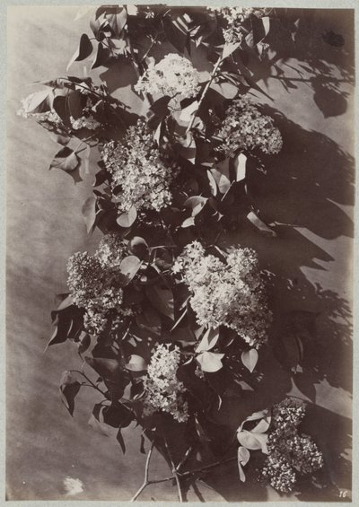 Flower Study with Branches by Charles Aubry (manner of)