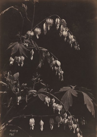 Floral Still Life by Charles Aubry