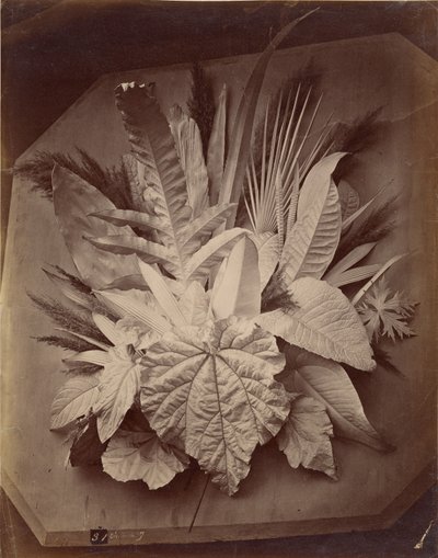 Leaf Arrangement by Charles Aubry