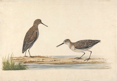 A Pair of Stints by Charles Collins