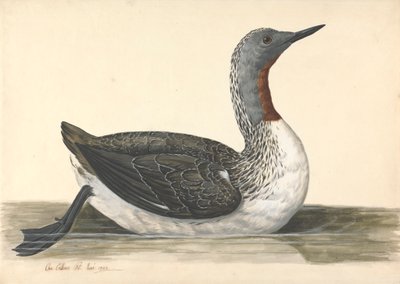 A Red Throated Diver, June 1742 by Charles Collins