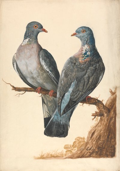 Two Wood Pigeons by Charles Collins