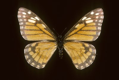 Baronia brevicornis by Augustus Kollner