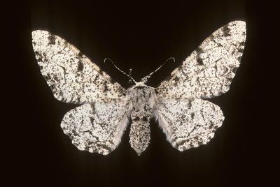 Birch Phalene by Augustus Kollner