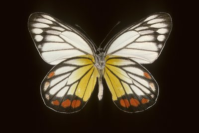 Delias hyparete, Male by Augustus Kollner