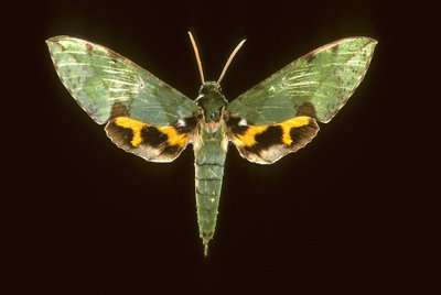 Sphinx green by Augustus Kollner