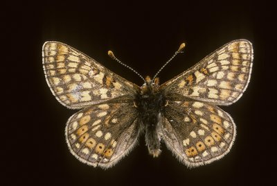 Euradryas aurinia by Augustus Kollner