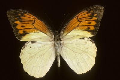 Hebomoia leukippe sulfurea by Augustus Kollner